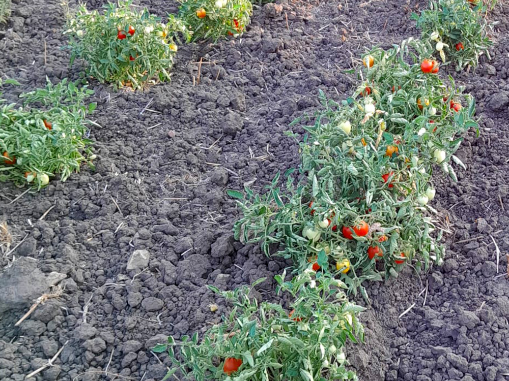 Fila di pomodori
